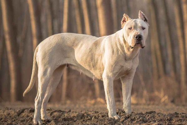 Dogo Argentino