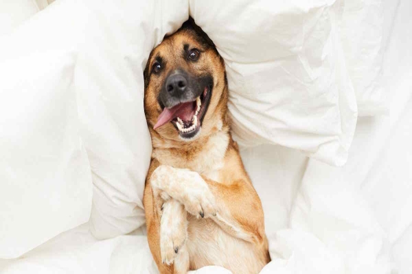 Hundeseng: 10 spørsmål verd å tenke på når du skal velge ny hundeseng