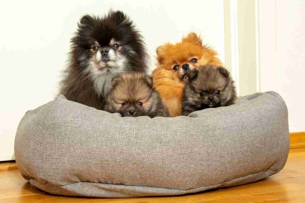 Hundeseng: Hvilken skal du velge?