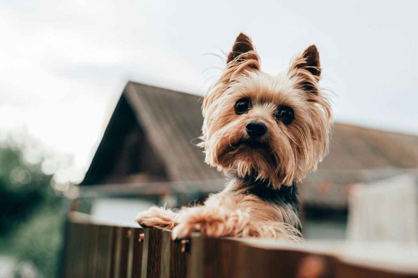 Yorkshire Terrier: Er dette en sunn rase?