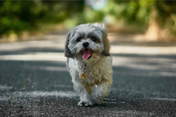Shih Tzu: Hvem passer denne rasen for?