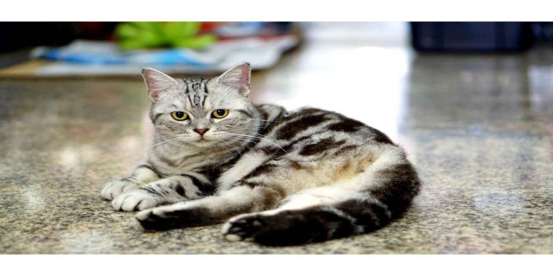 American Shorthair