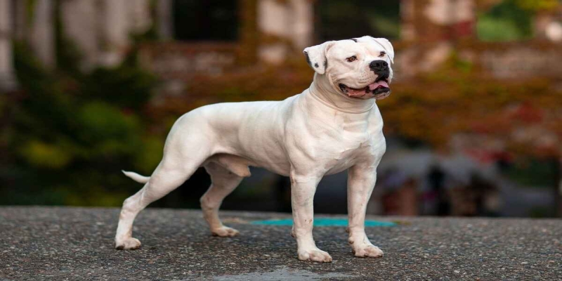 Amerikansk Bulldog