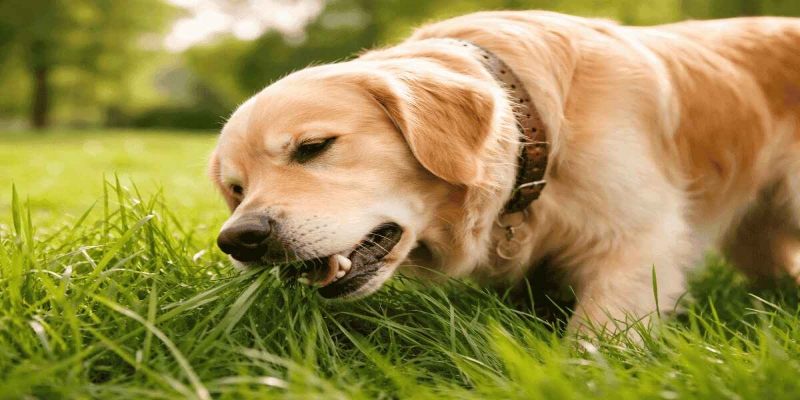 Hvorfor spiser hunder gress?