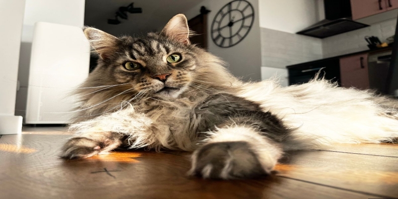 Hvor stor blir en Maine Coon? Alt du må vite om vekst og størrelse