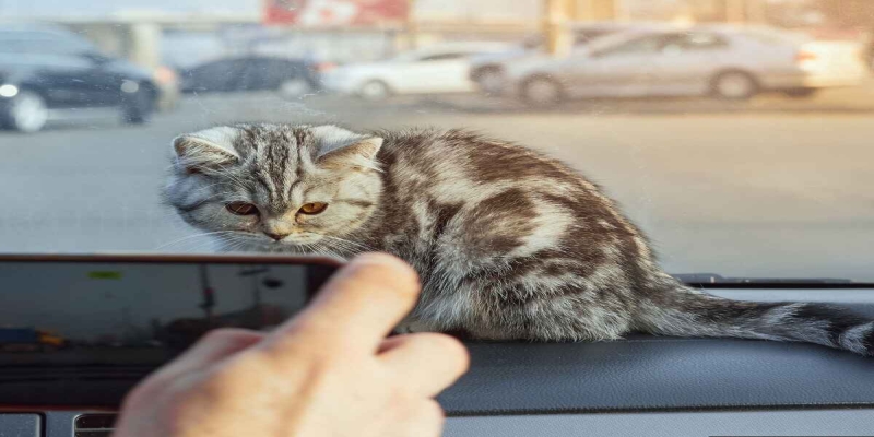 På tur med katten: Ti gode råd til biltur med katt