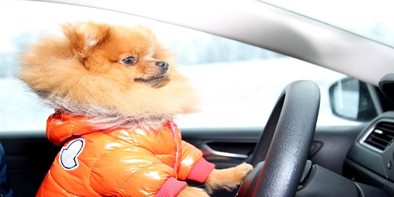 Kan man ha løs hund i bil?