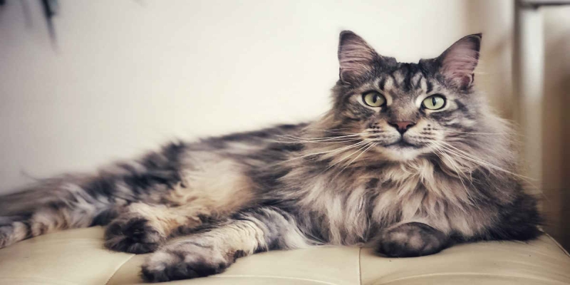 14 fakta om katterasen Maine Coon