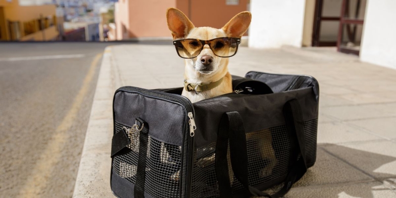 Fly med hund eller katt? Regler for transport