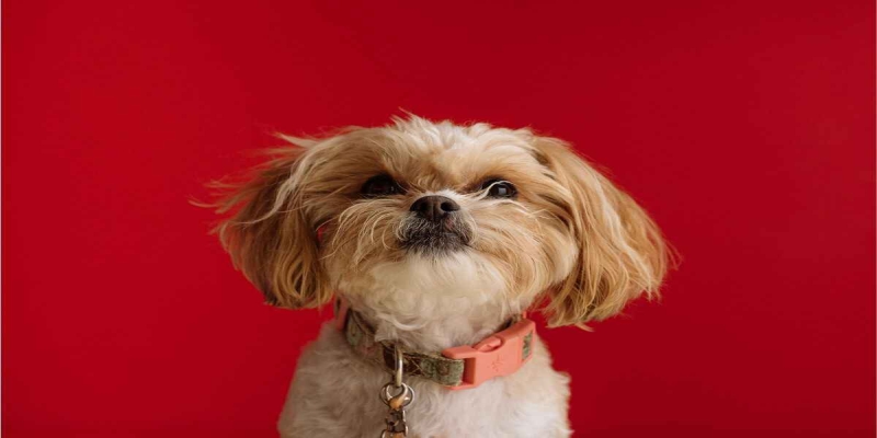Shih Tzu og pelsstell: Slik holder du pelsen sunn og flokefri