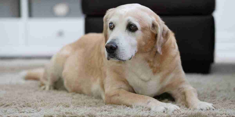 Hvordan ta vare på en gammel hund?