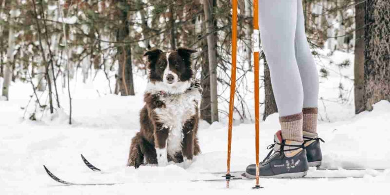 Hvordan forberede hunden til skitur?