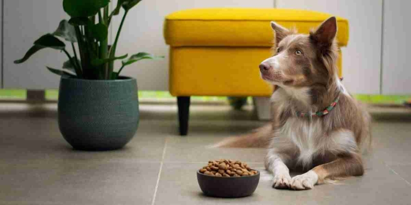 Hva skal hunden spise? Slik sikrer du et sunt kosthold for hunden din