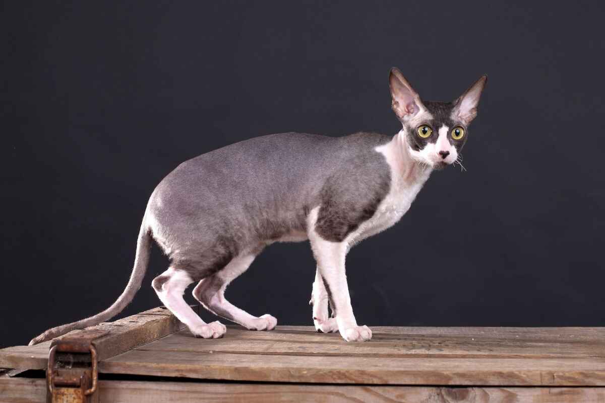 Cornish Rex