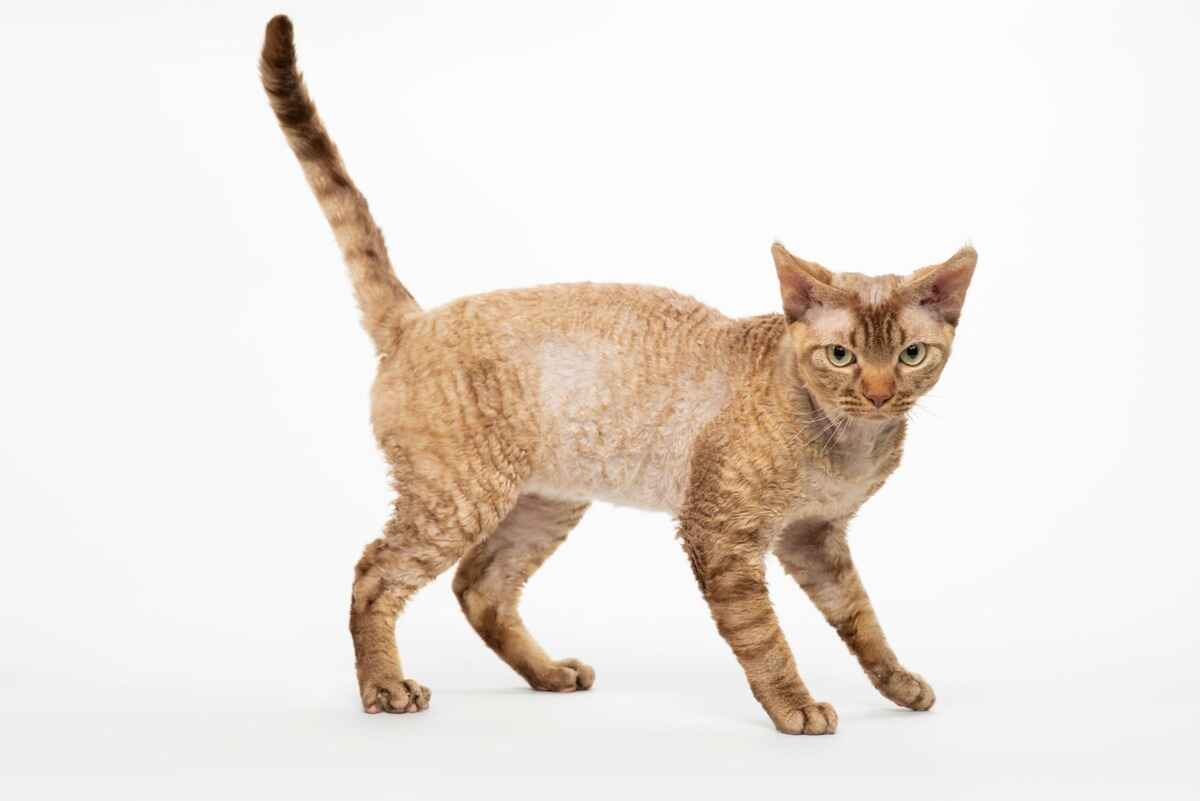 Devon Rex