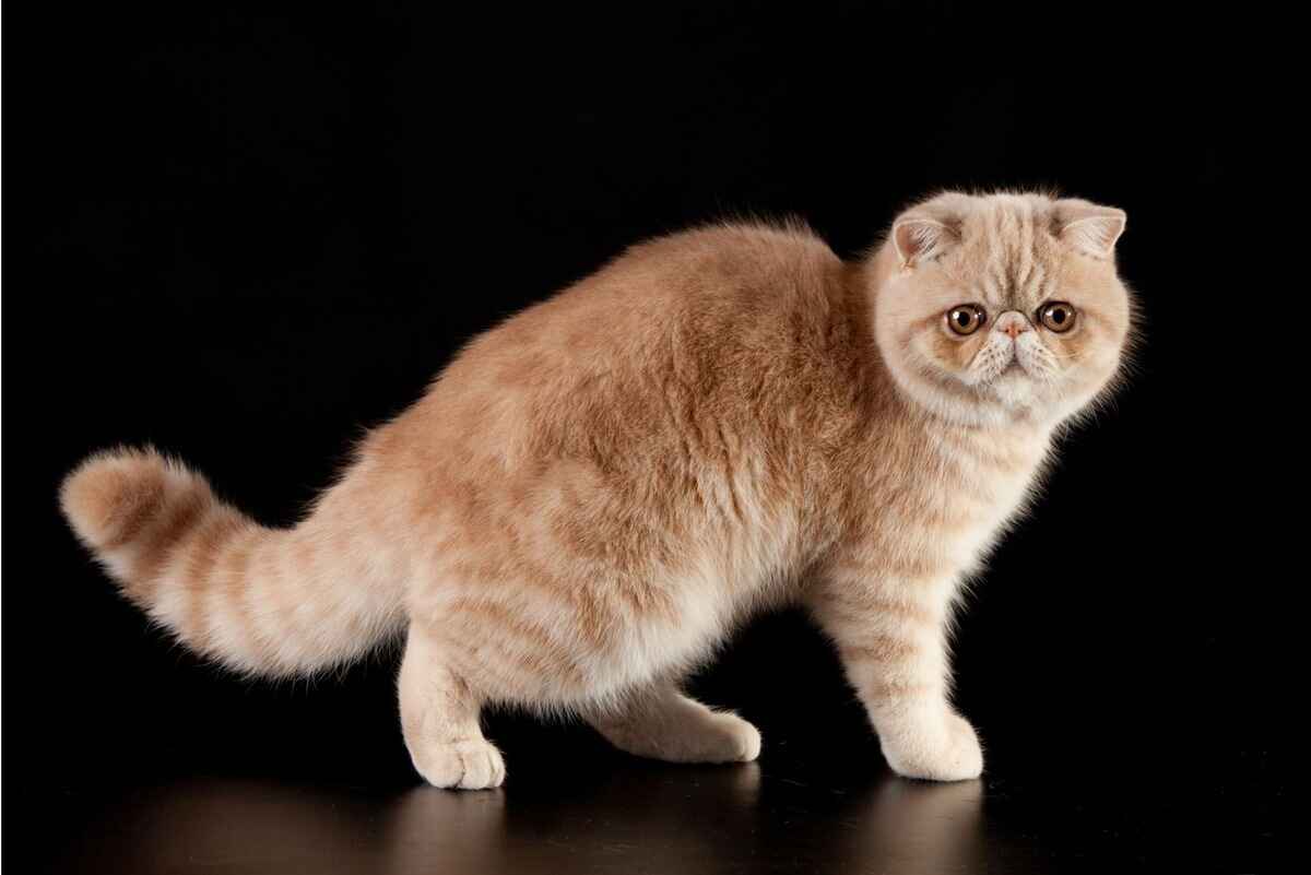 Exotic Shorthair