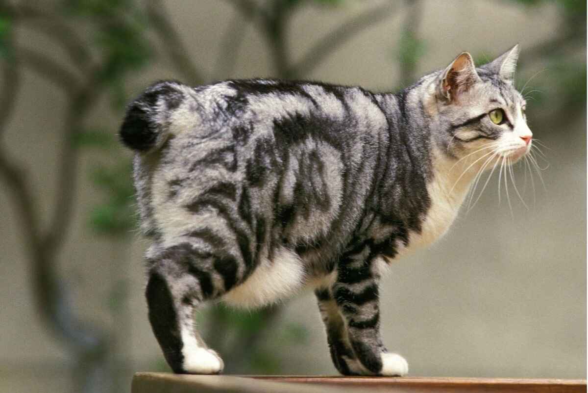 Japansk Bobtail