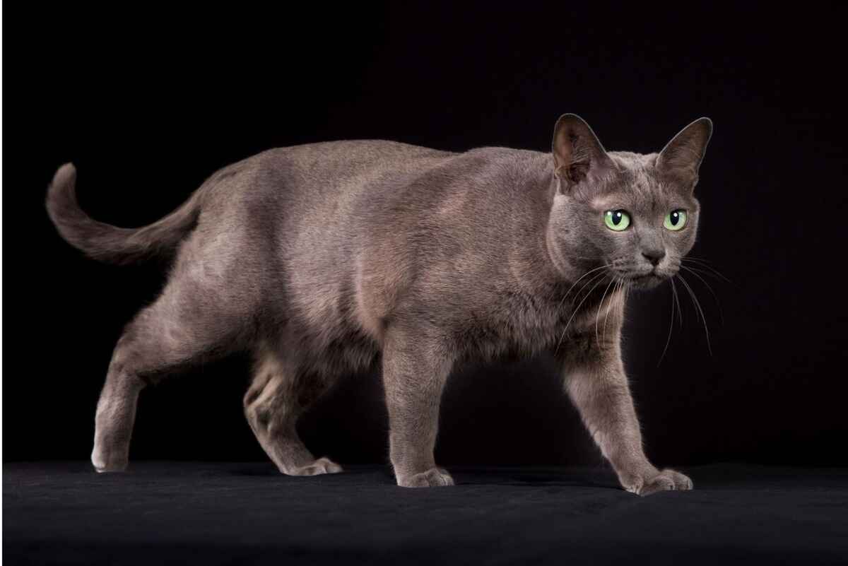 Korat