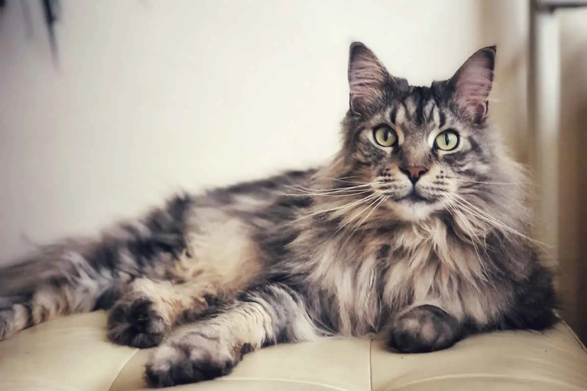 Maine Coon