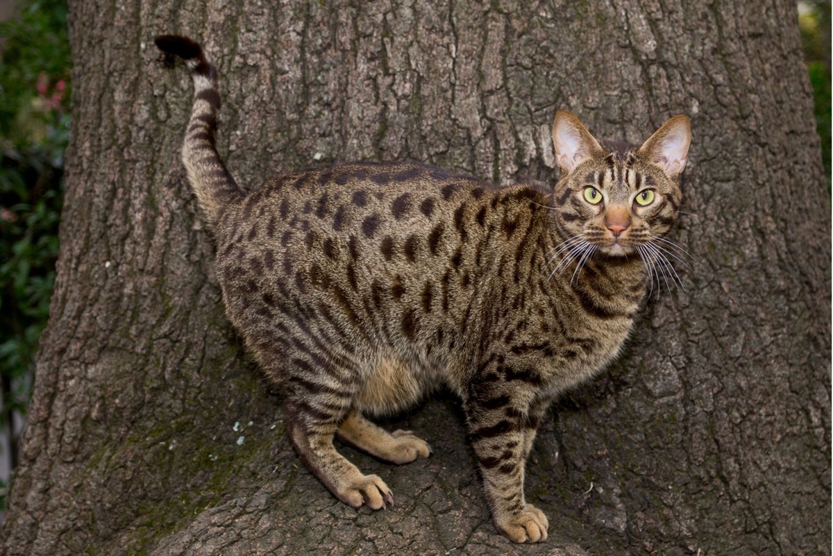 Ocicat