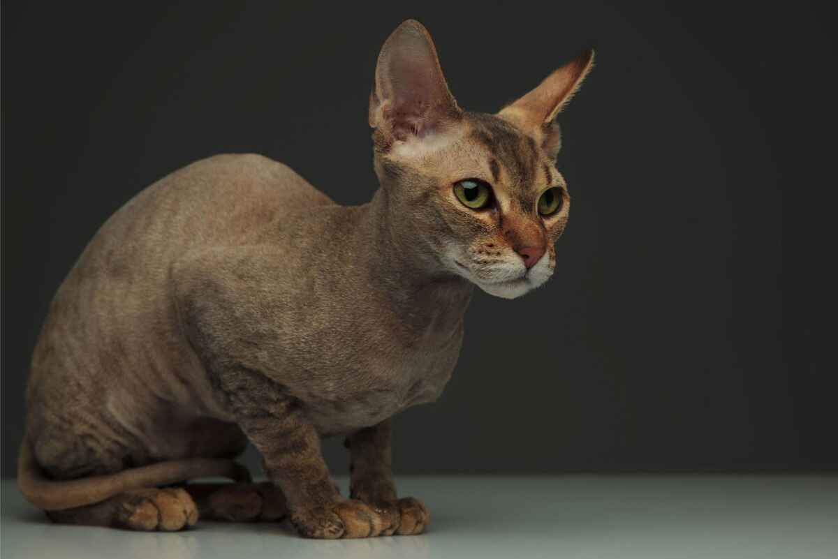 Peterbald