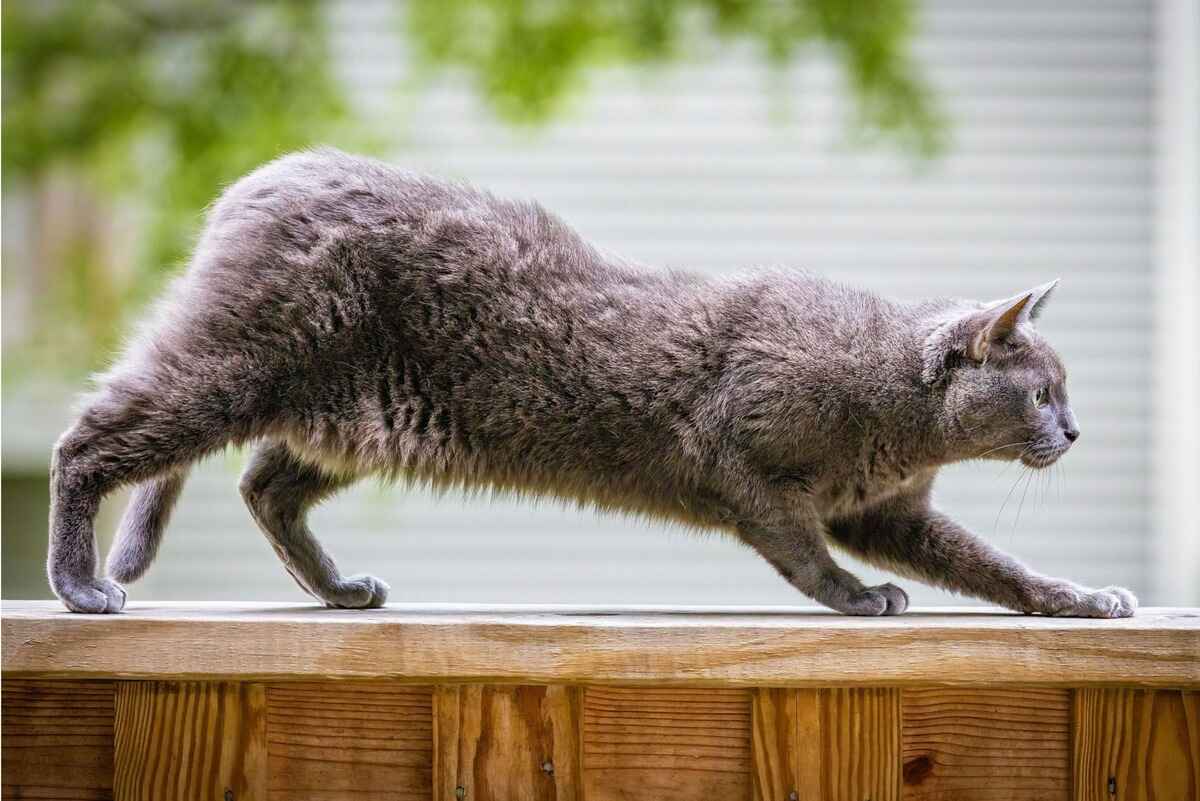 Russian Blue