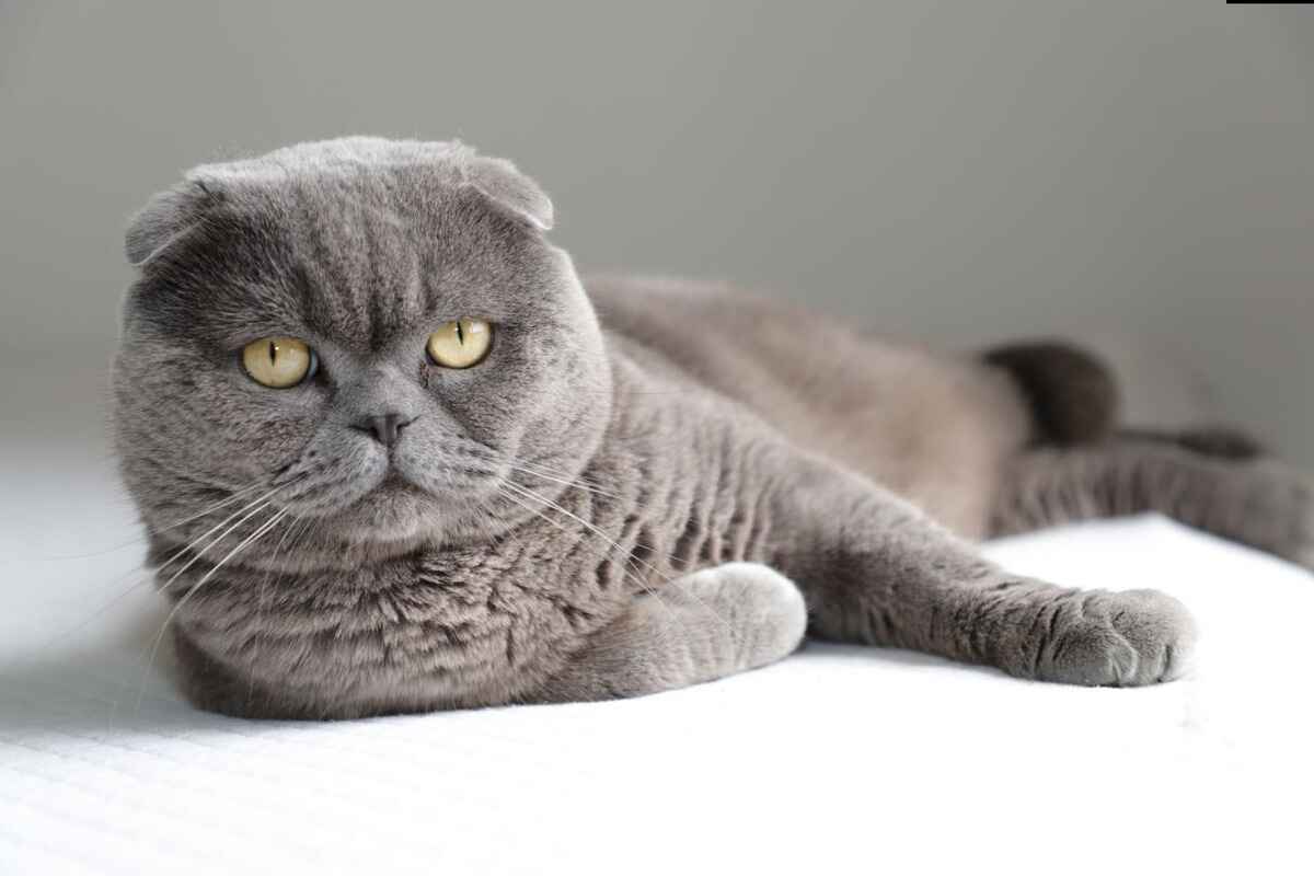 Scottish Fold