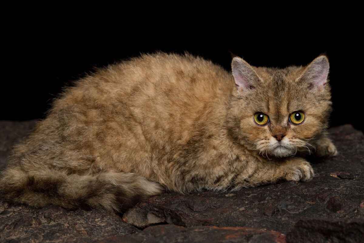 Selkirk Rex