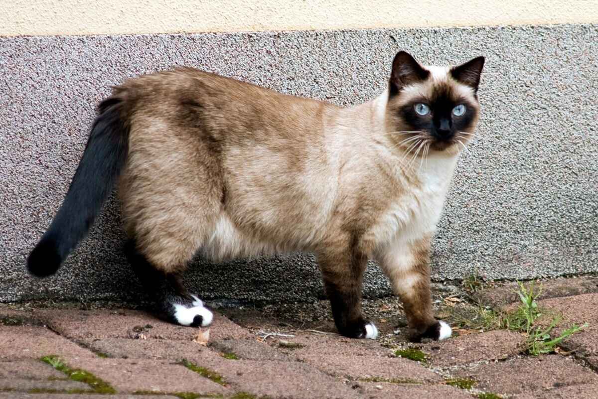 Siamese