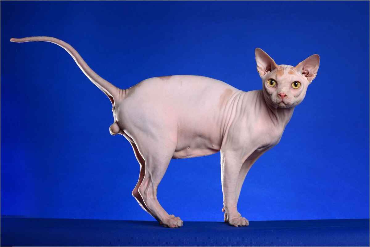 Sphynx