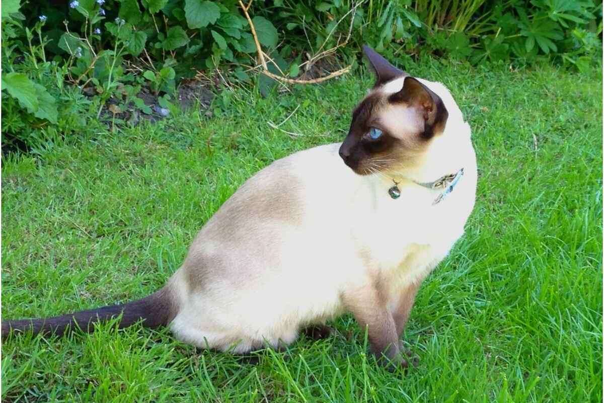 Tonkinese