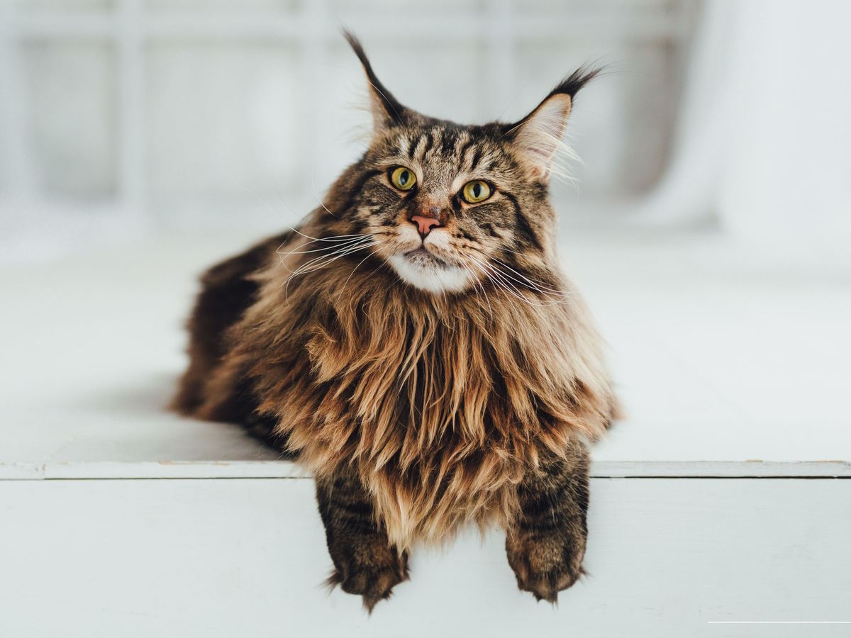 14 fakta om katterasen Maine Coon