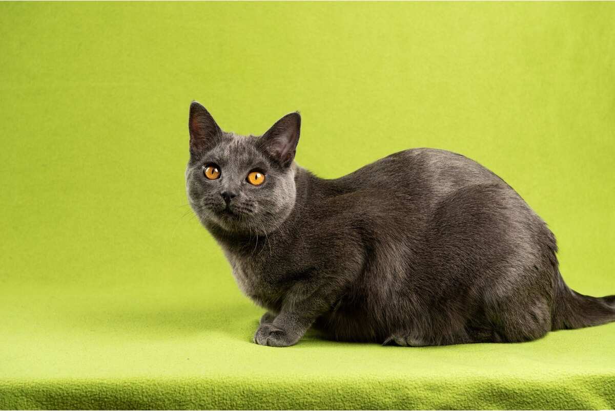 Chartreux