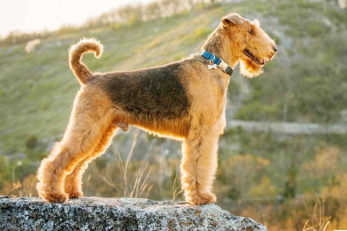 Airedale terrier