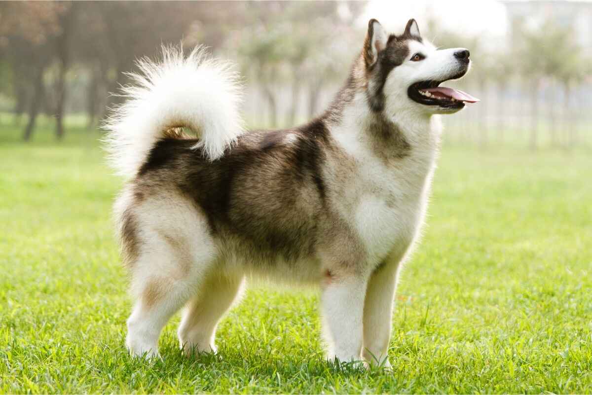 Alaskan Malamute