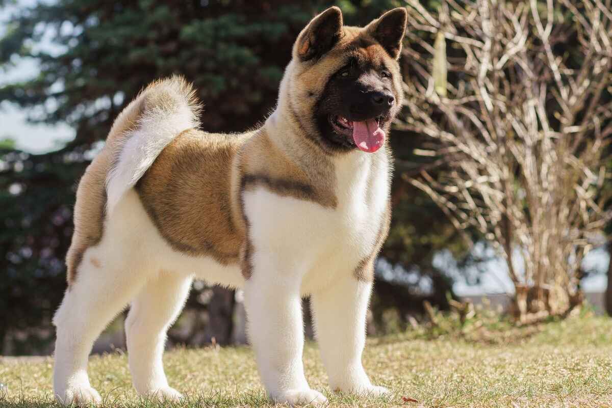 Amerikansk Akita