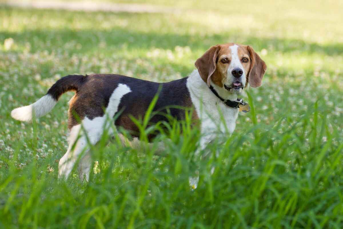 Beagle