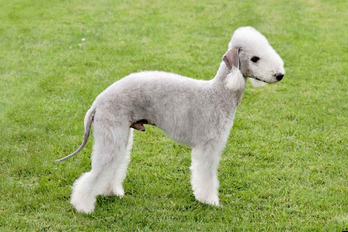 Bedlington Terrier 