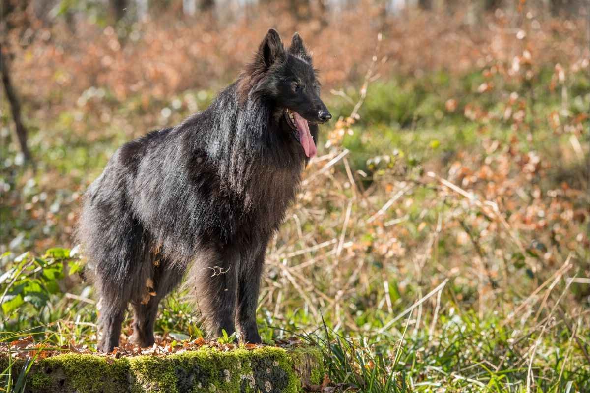 Belgisk fårehund Groenendael 