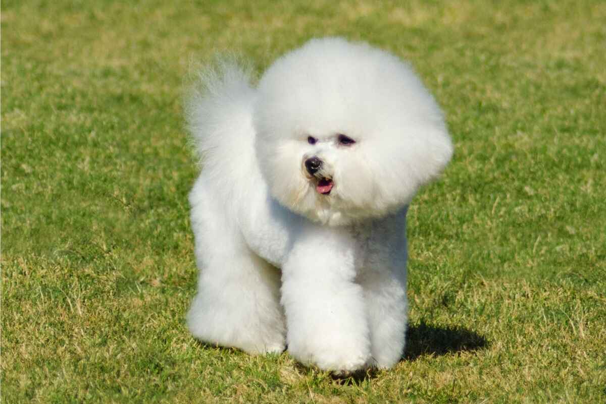 Bichon Frisé