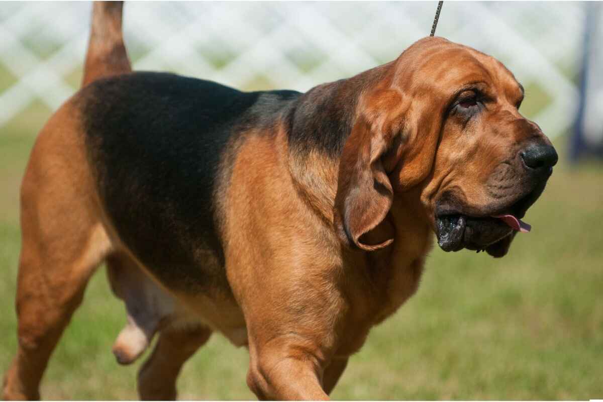 Blodhund