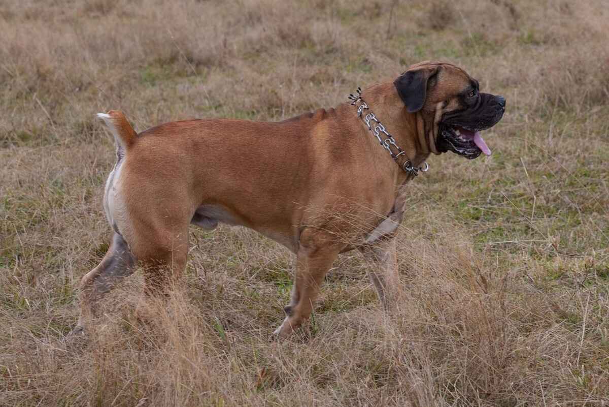 Boerboel