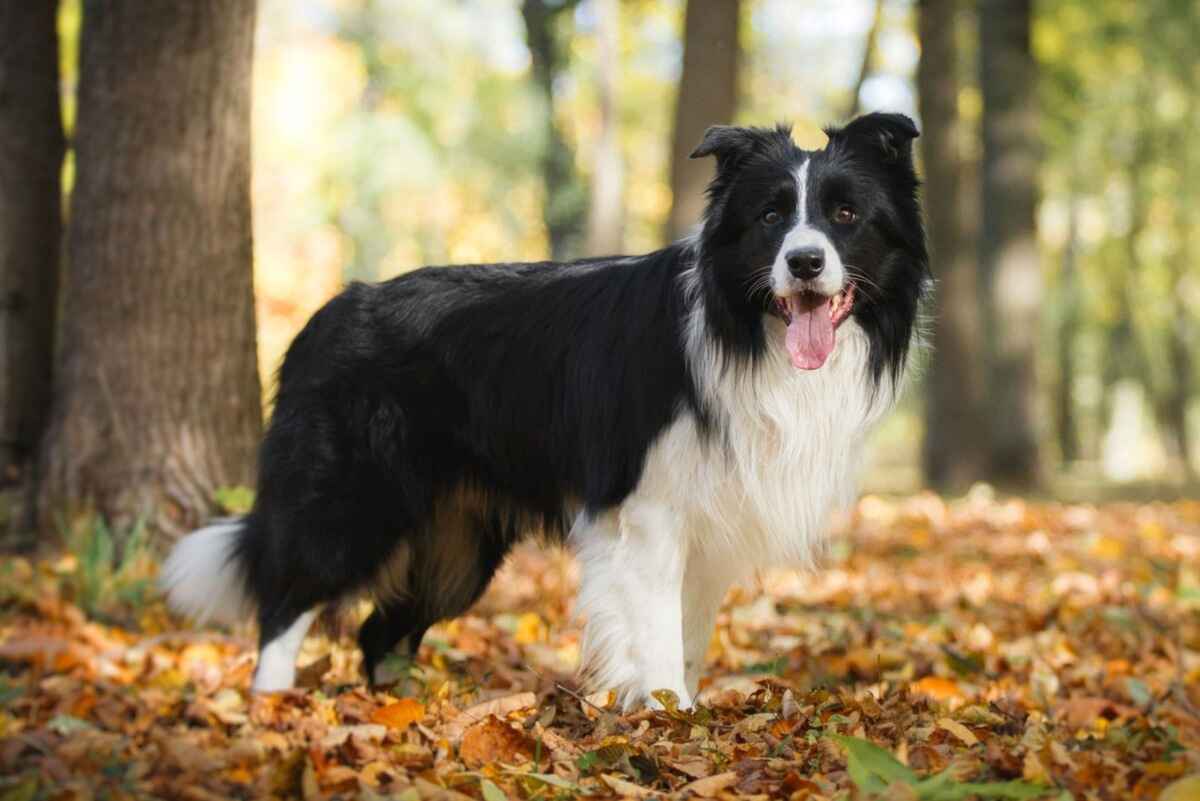 Border collie 