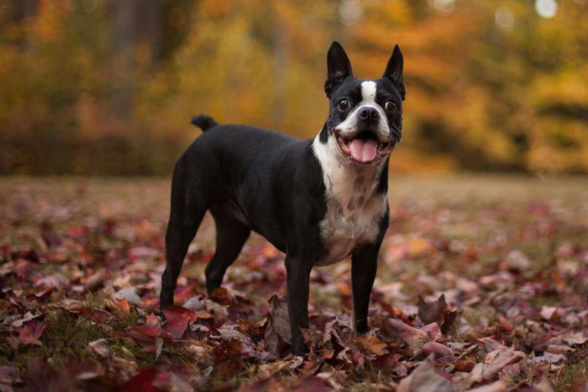 Boston Terrier