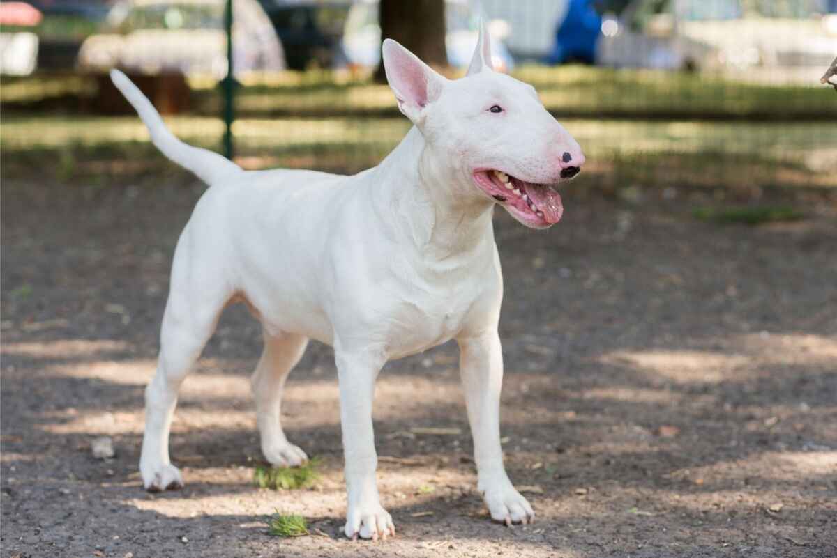 Bull terrier