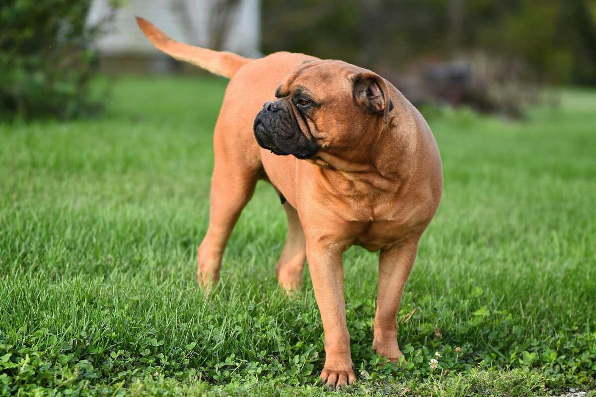 Bullmastiff