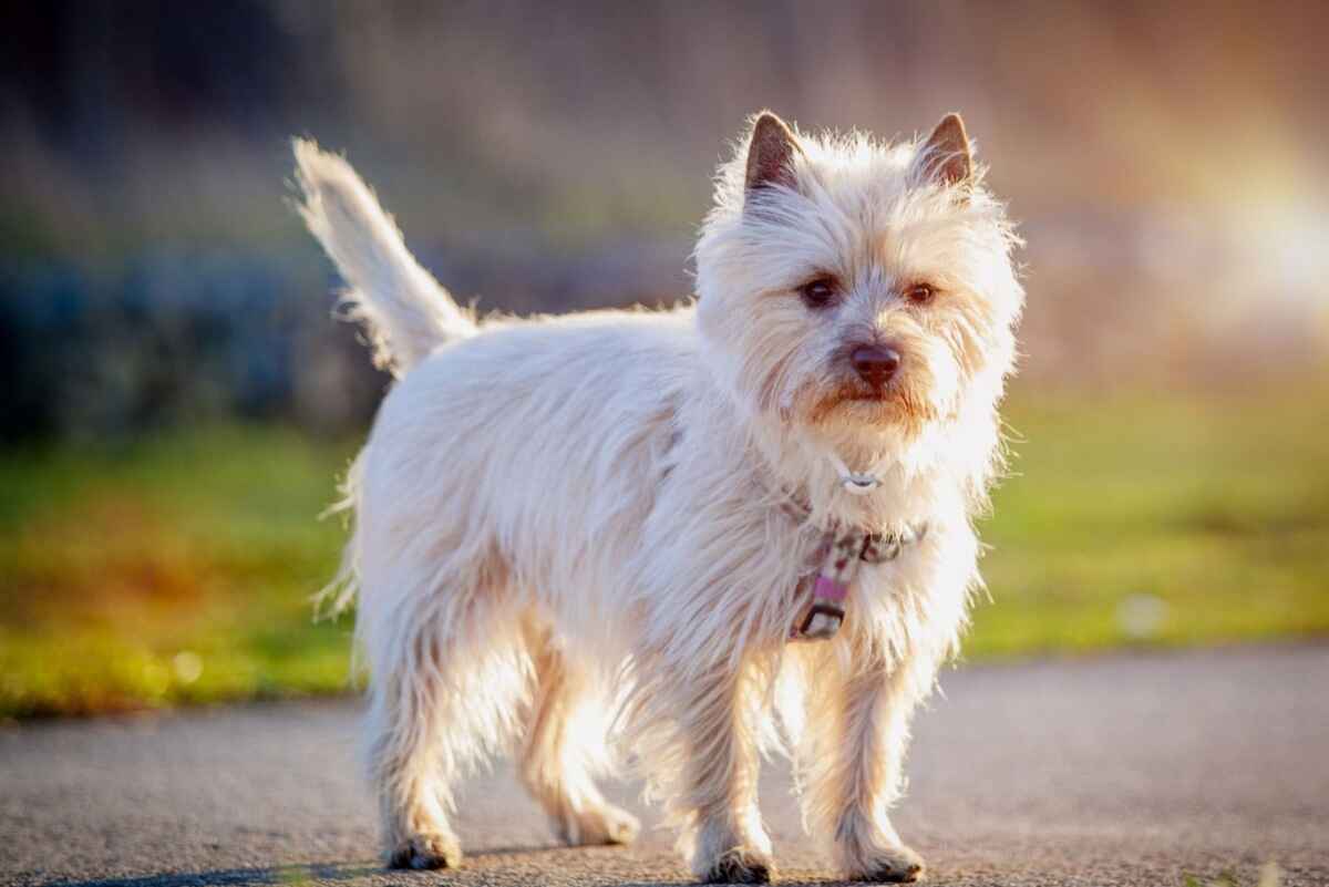 Cairn Terrier