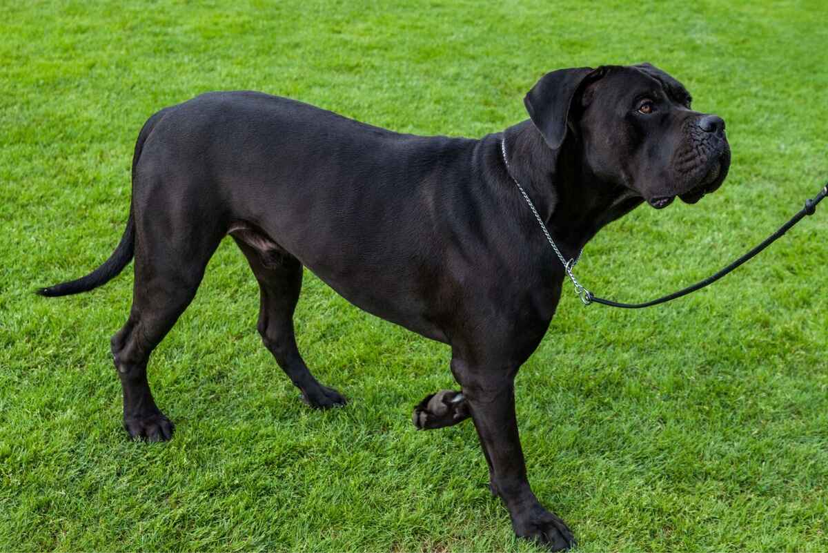 Cane Corso