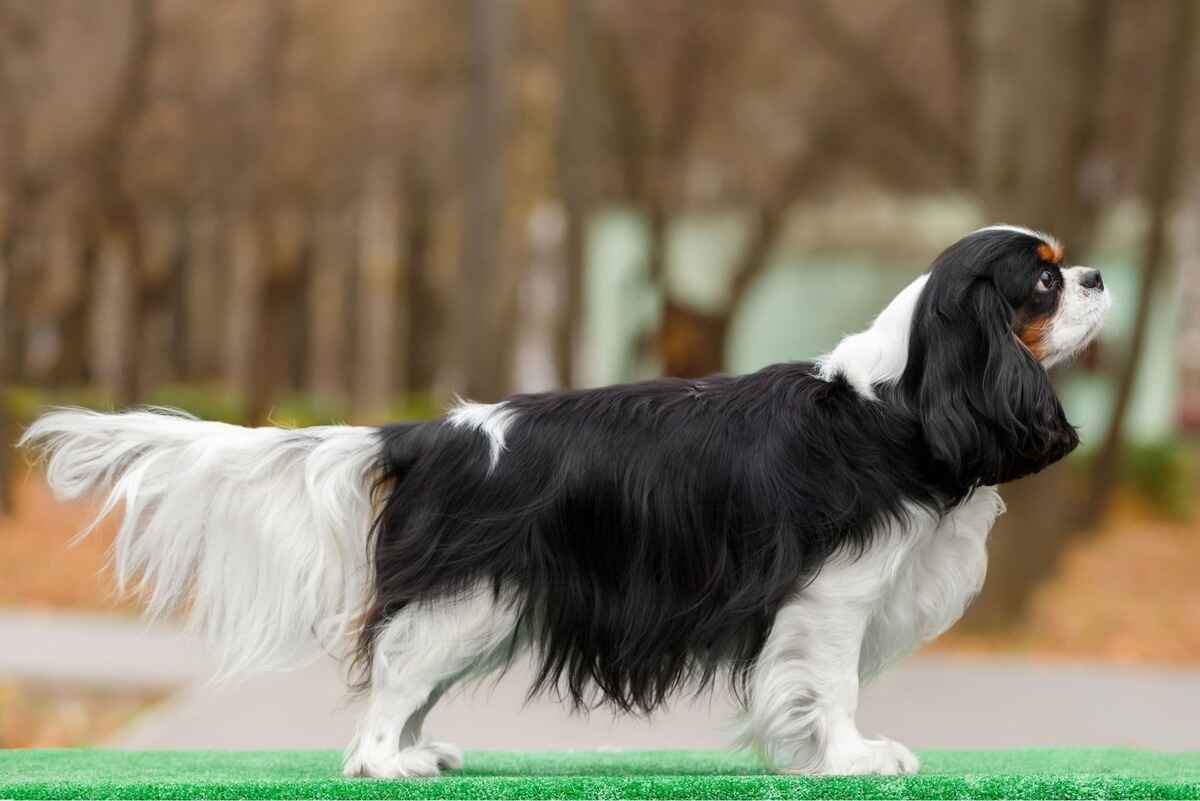 Cavalier King Charles Spaniel