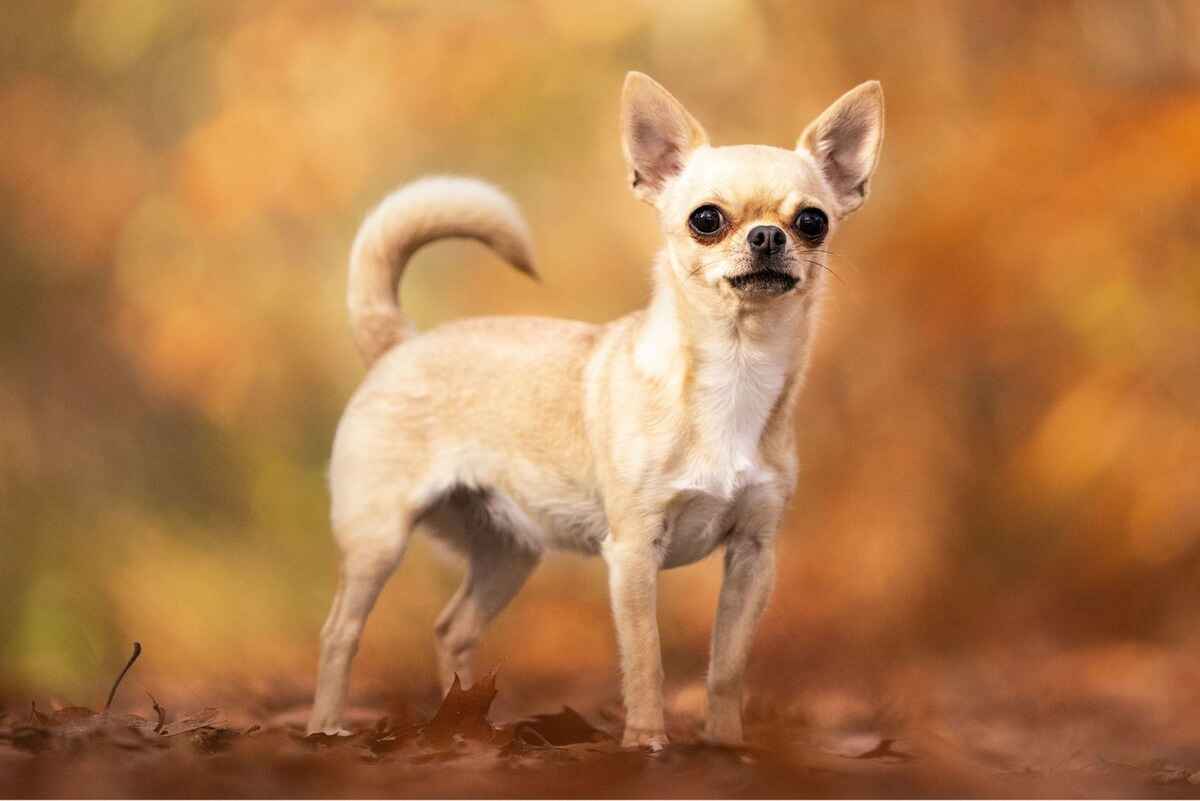 Chihuahua